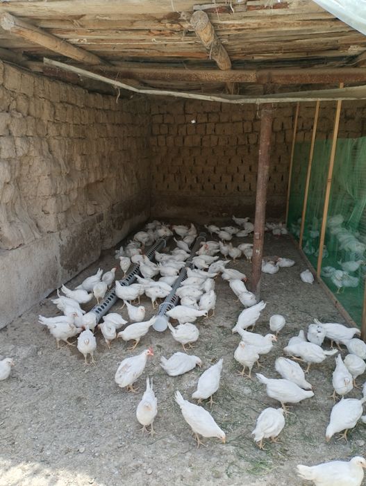 500 ta 2 oylik HY LAYIN joʻjalari sotiladi