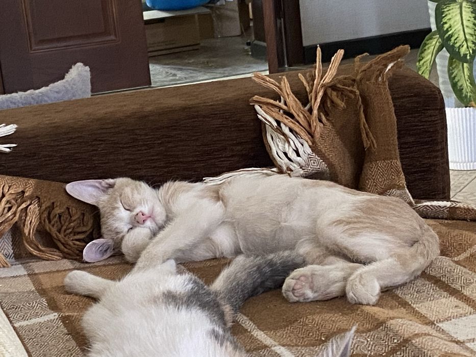 Отлае Милых котят