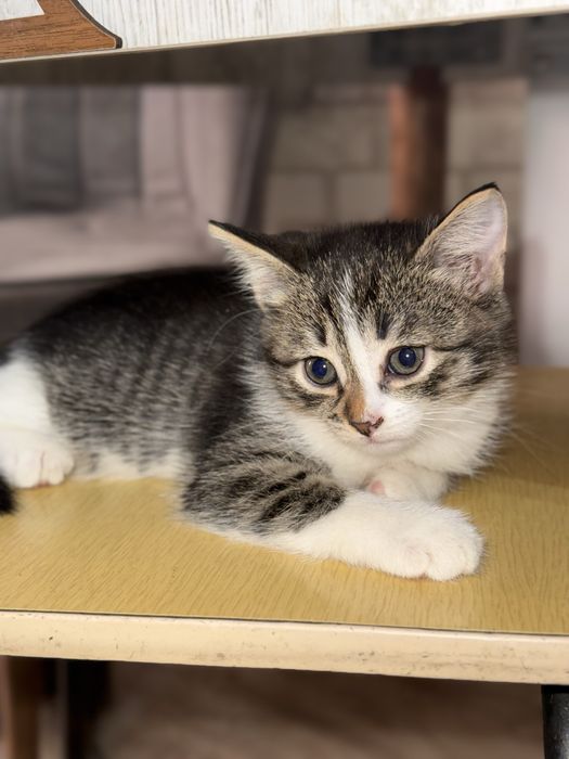 Отдам котят в добрые руки