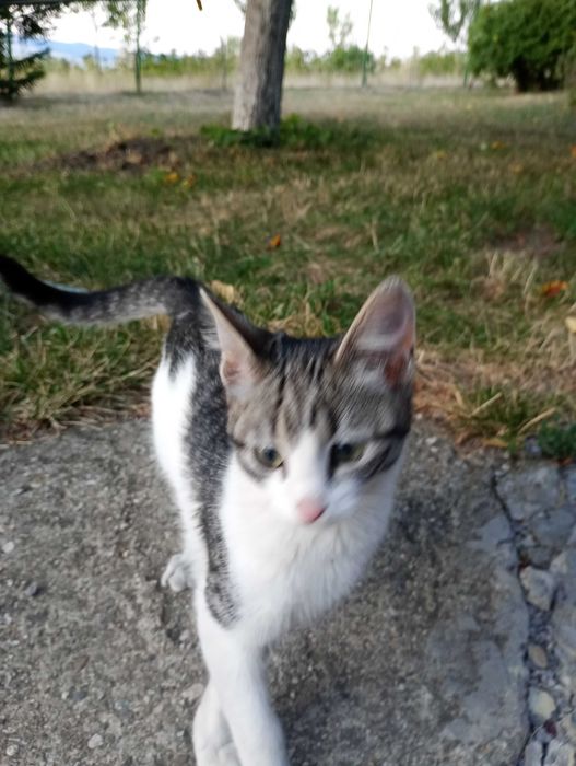 Подарявам малки котета