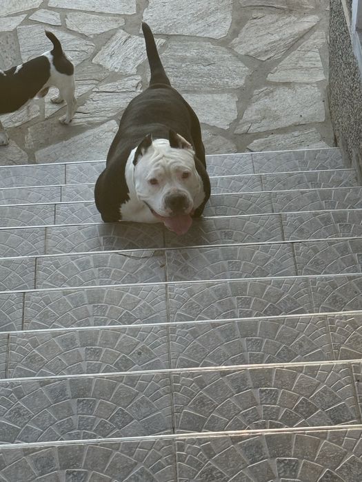 Американско Були Покет