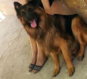 Немецкий афчарка