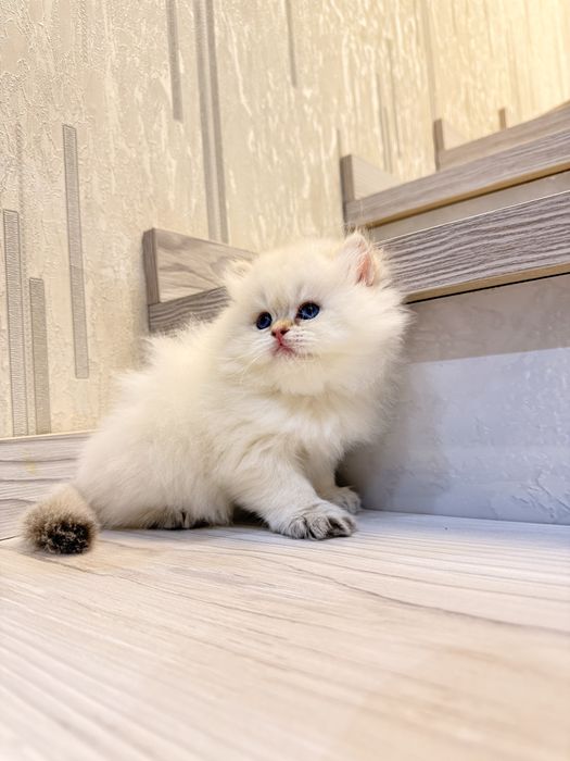 На продаже элитный мальчик