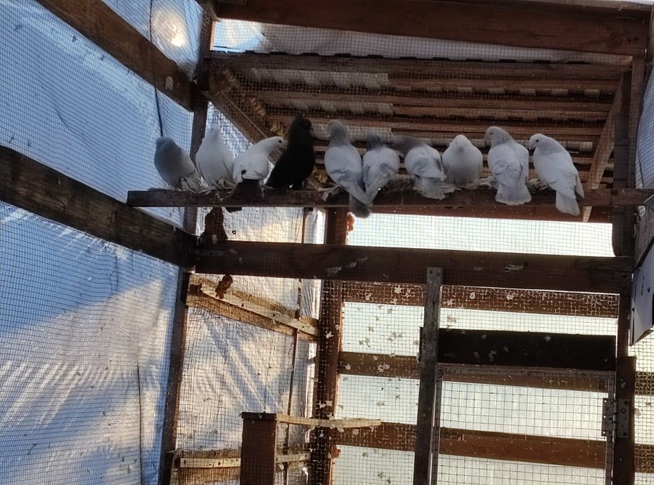 Продам голубей персов
