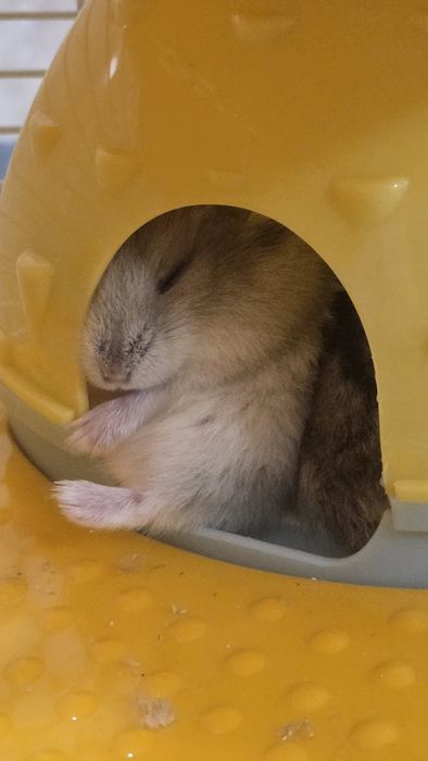 Продам клетку с хомяками