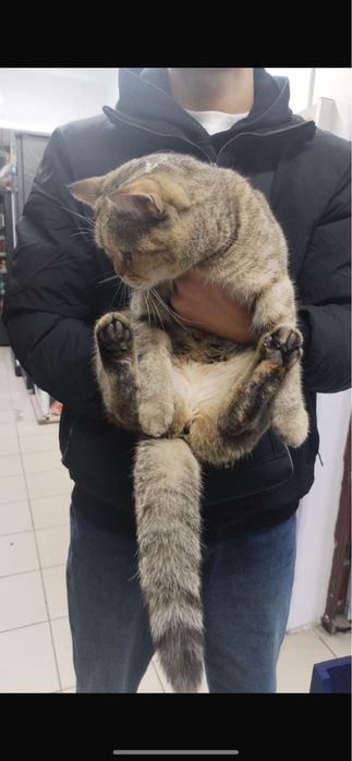 Отдам кошку в добрые, надежные руки!!!