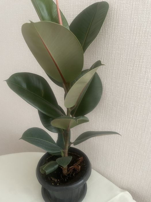 Фикус каучуконосный