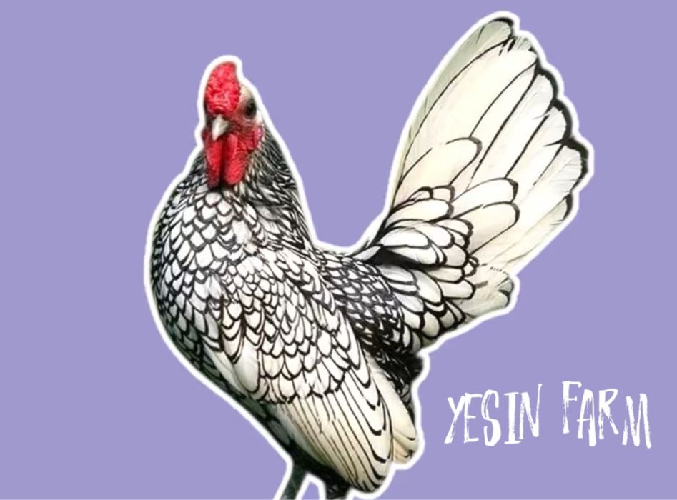 Породные куры инкубационные яйца под заказ отличная выводимость