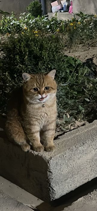 Mushukchalar sotiladi