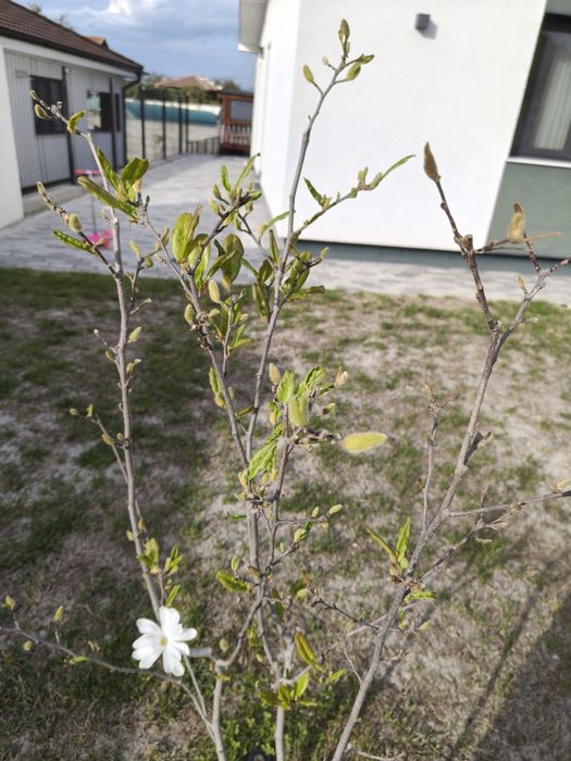 Magnoliu alb/ Magnolie alba