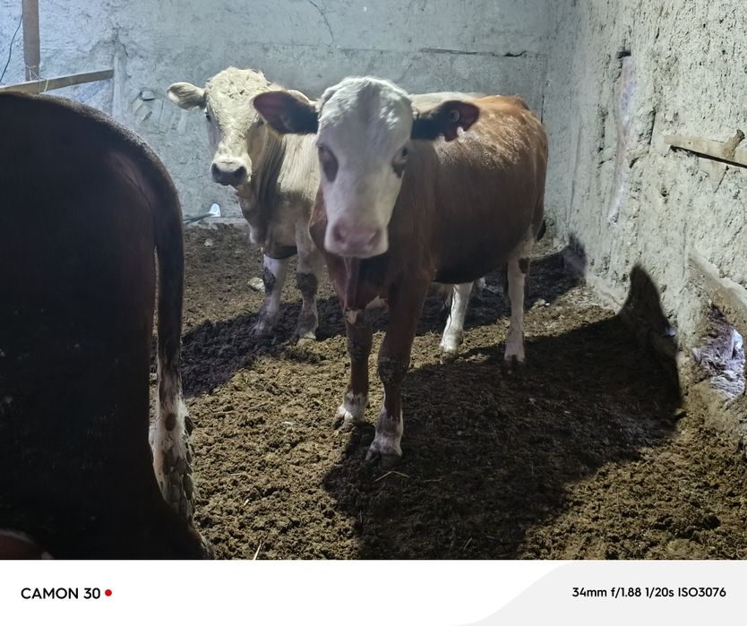 Angus yoshi 1 yosh yeyishi yaxshi narxi 32 milliondan