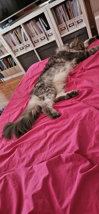 Коте порода Мейн Кун