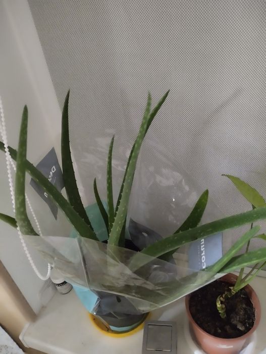 Кодиум, ,Драцены,   другие