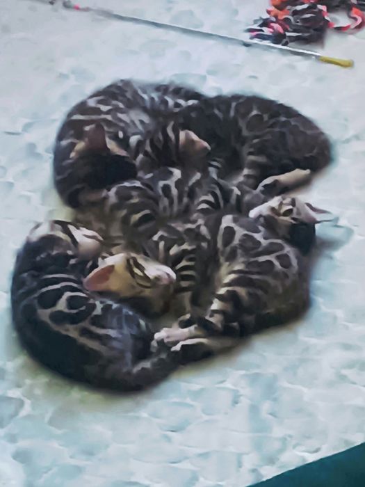 Mushuklar bengal sotiladi faqat bollari