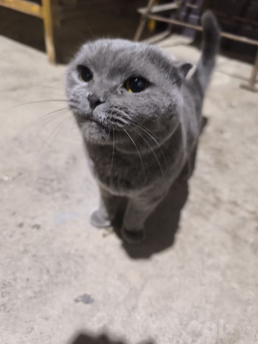 Продается Шотландская Scottish Fold