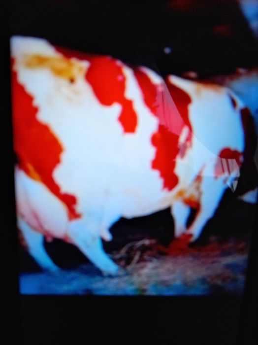 Vind vacă de 6 ani foarte frumoasă