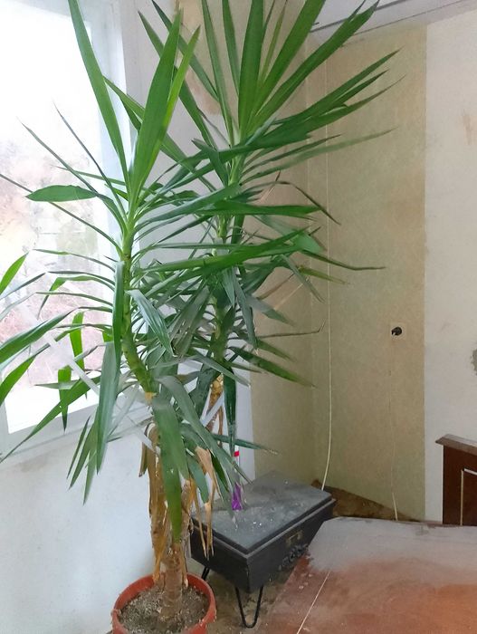 Палма ЮКА Стайна 3 м. 30 г. 150 евро