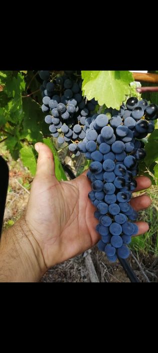 Продавам грозде Каберне Совиньон