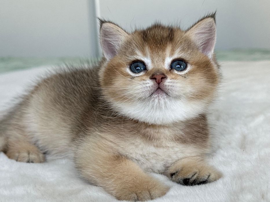 British golden ticked tabby