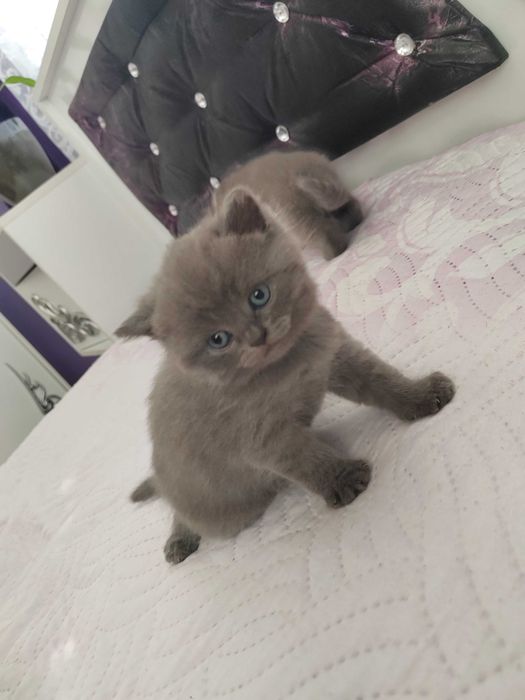 Домашни любимци котки