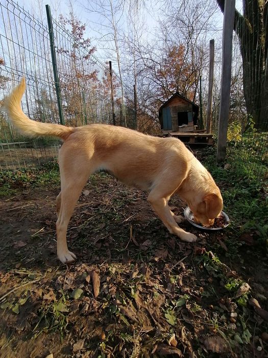 Donez cățelușă sterilizată foarte simpatică
