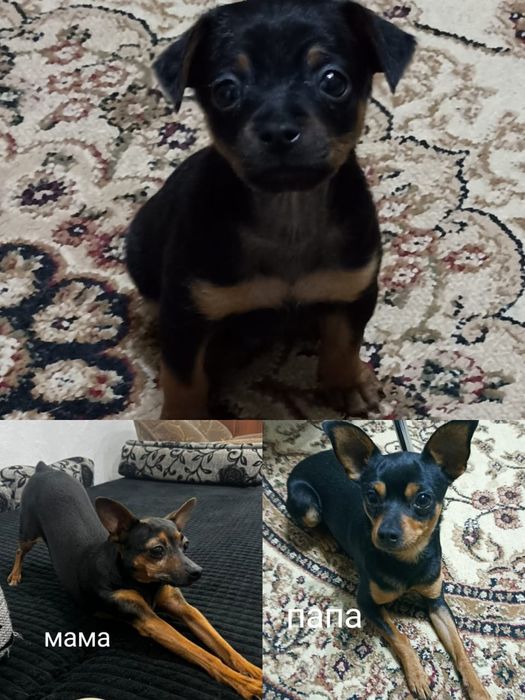 Той терьер.продажа щенка