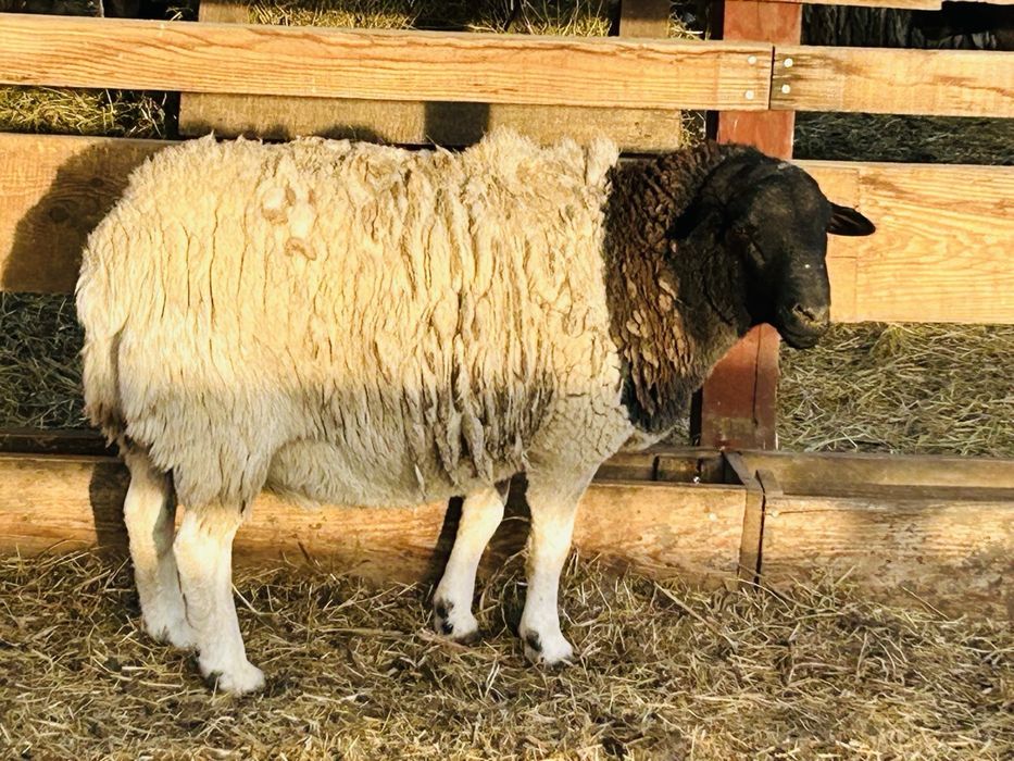 Berbeci Dorper Reproductie