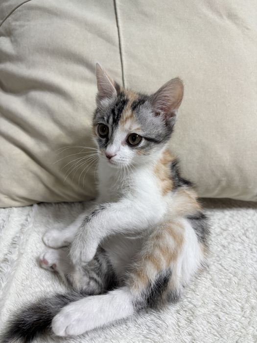 Продам котенка