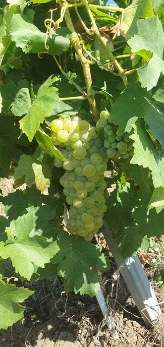 Rezervare struguri de calitate superioară Valea Călugărească - direct PRODUCATOR