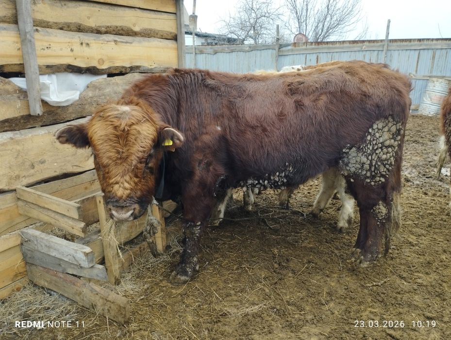 2.5 жасар бука сатылад