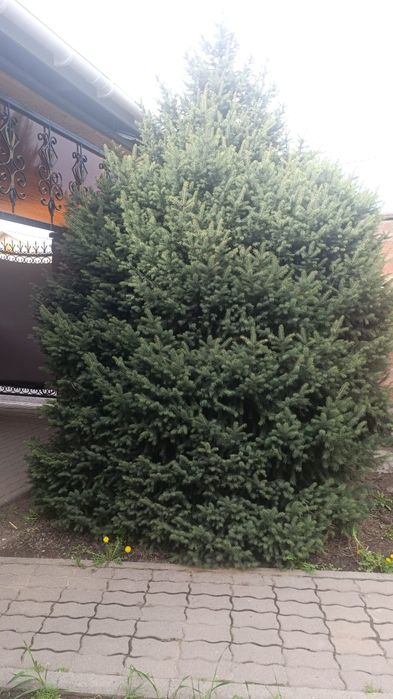 Ель Тянь-Шаньская Шри Ланка сорт.