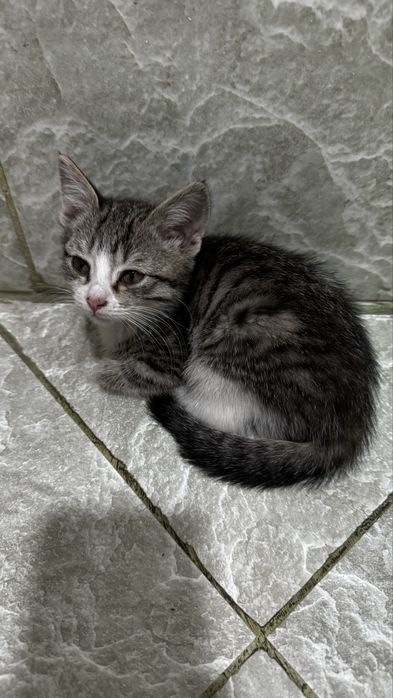 котенок девочка 2,5-3 месяца