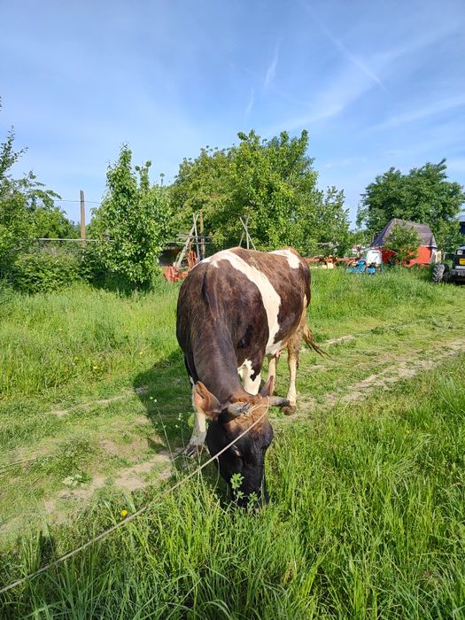 Vaca tânără de lapte