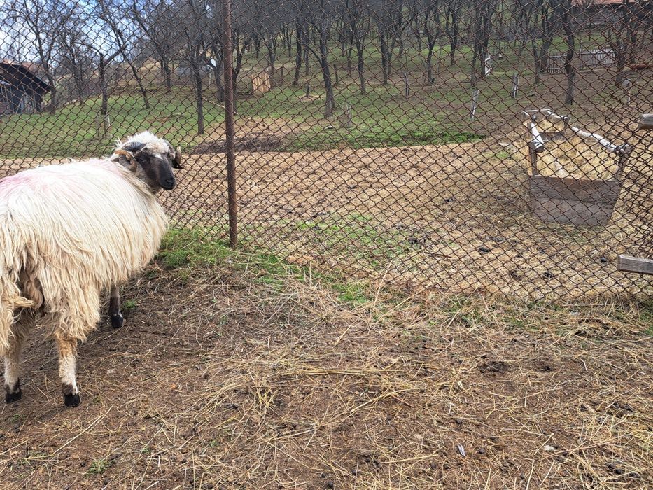 Berbecuț  de vânzare