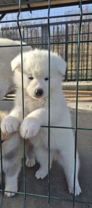 Mascul akita inu japonez