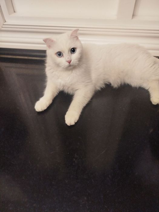 Eng yaxshi rus oyoq fetish