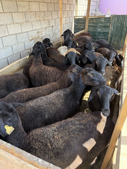 Қой (Саулық) сатылады.