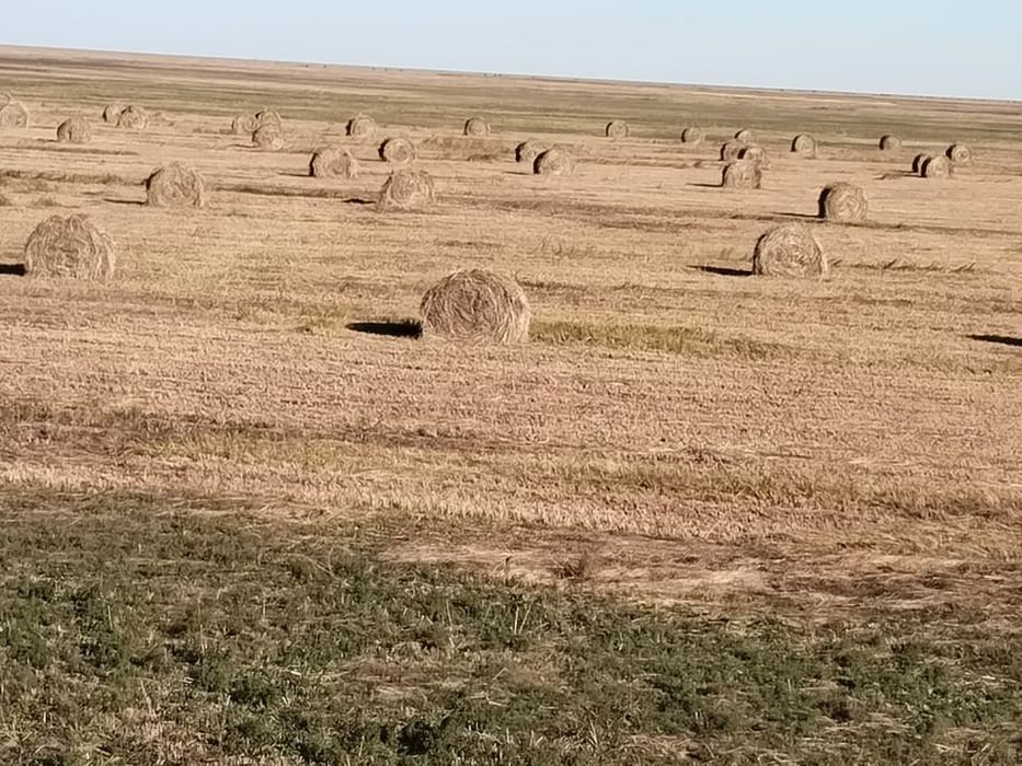 Шөп сатылады шөп сатылады