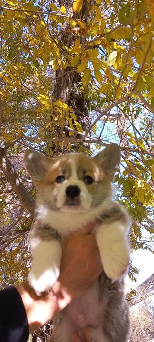 Вельш корги пемброк