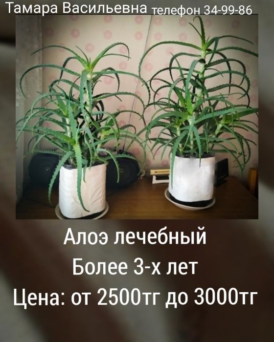 Продаю алоэ лечебный