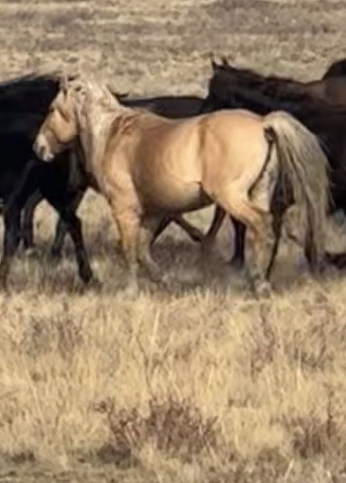 Айғырлар сатылады.