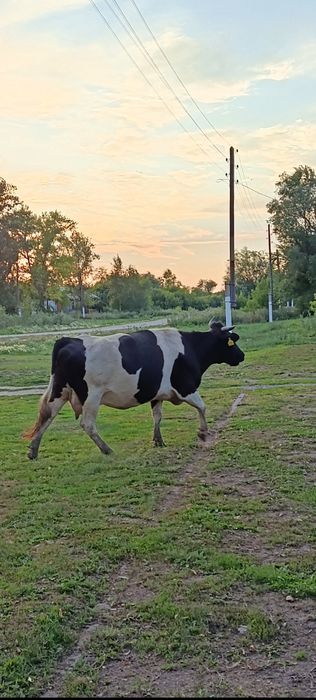 Продам двух коров