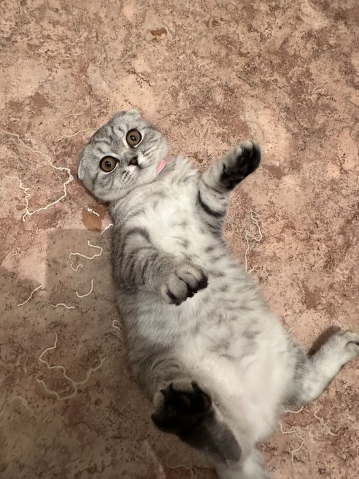 Ищем жениха