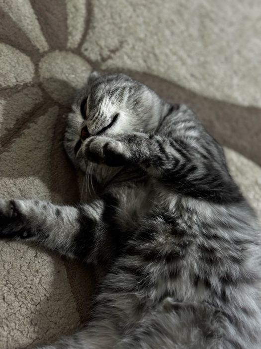 шотландская вислоухая