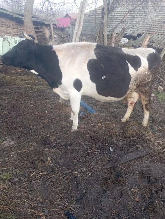 De vânzare vaca mai multe informații la nr de tel