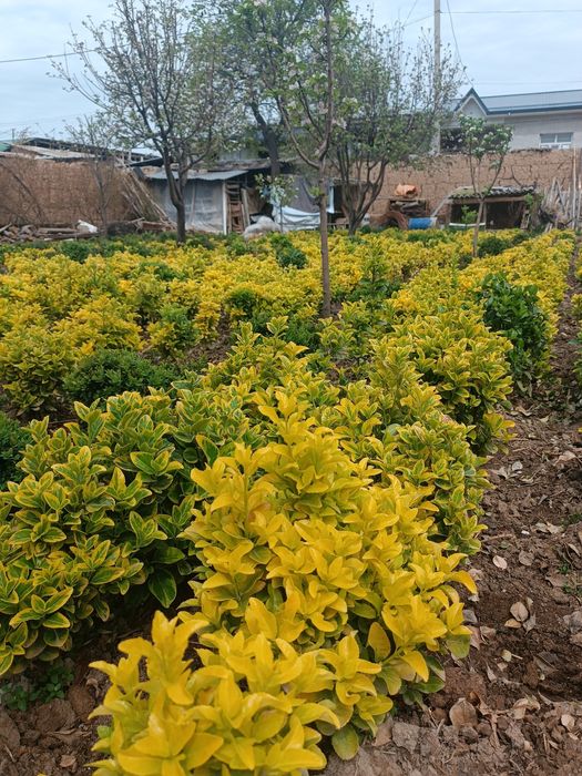 Yaponiski gold ko'p yillik