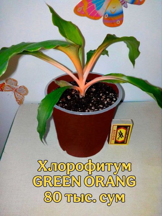 Комнатные цветы .