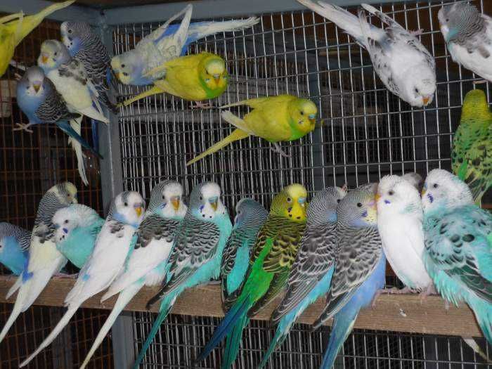 Продам попугай волнистые