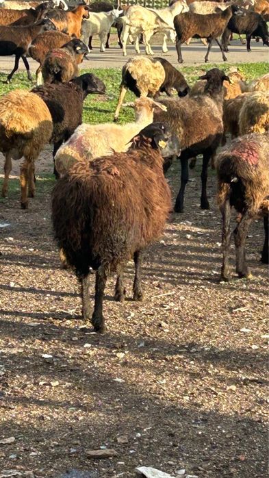 Продам бараны Едилбайской породы