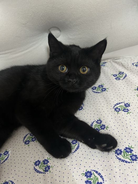 2та мушук боласи